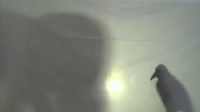 The Cat And The Crow смотреть онлайн
