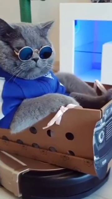 #котяра 😋😋😋 смотреть онлайн