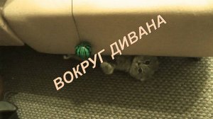 Вокруг дивана.