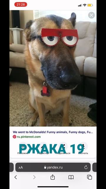 19 РЖАЧКА!!! #приколы #ржака #собаки #угары #кошки #смех #лайк #пёс #топ #haha #хочуврек смотреть онлайн