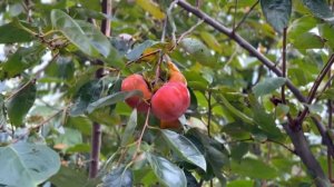 Осенняя рутина в японской деревне! Наша жизнь вдали от Токио