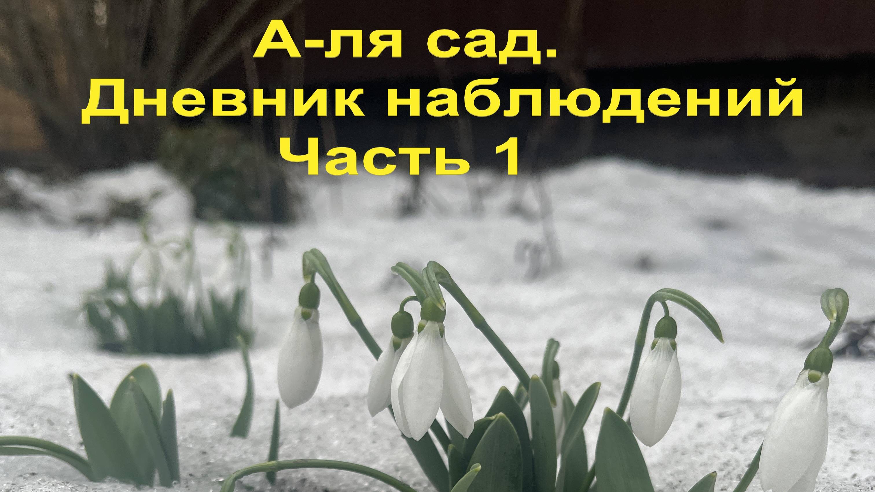А-ля сад! Дневник наблюдений. Часть первая. смотреть онлайн