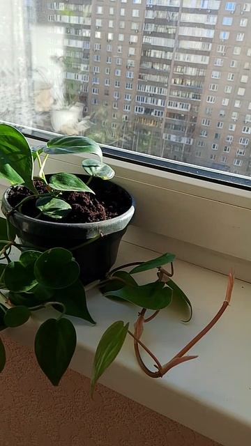 Филодендрон - тропическая красота для вашего дома!