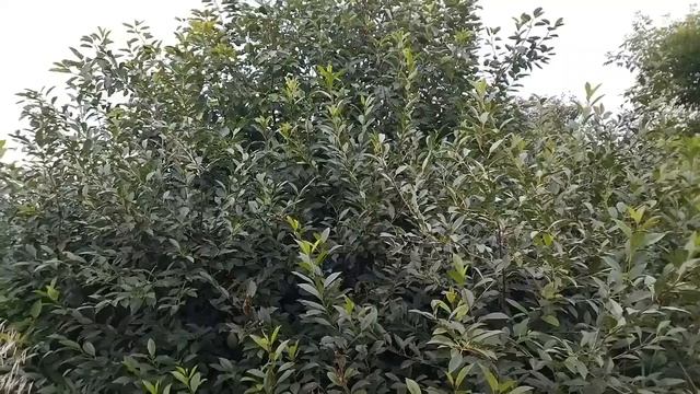 Обзор моего огорода смотреть онлайн