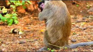 Молодая макака-мама...   000040970.mp4