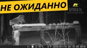 НЕ ЖДАННЫЙ ГОСТЬ ПРИШЕЛ НА СОЛОНЕЦ!!!