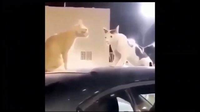 Cat Looking into camera FNaF 2 Meme смотреть онлайн