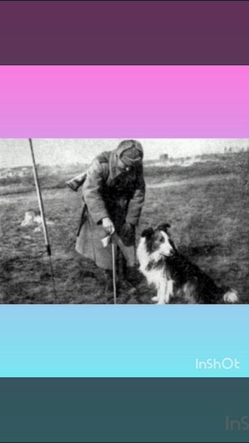 #собаки #Великой #Отечественной #войны.mp4