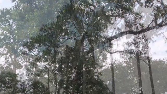 Dutcher’s Tree Service. Citrus. Co. FL.