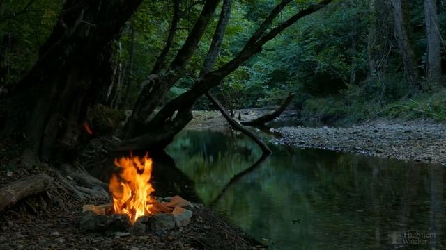 Когда пересадка комнатных цветущих цветов? смотреть онлайн