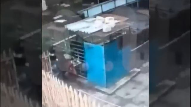 В Курске медведь напал на сотрудницу зоопарка смотреть онлайн