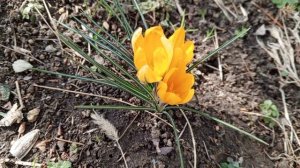 Крокус крупноцветковый Желтый