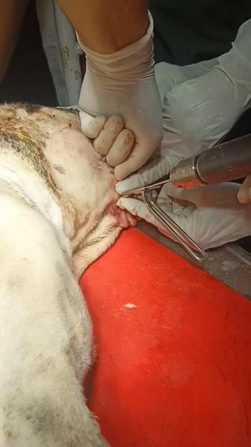 Fixation of Lower jaw in dog in case of mandible fracture смотреть онлайн