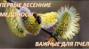 ПЕРВЫЕ ВЕСЕННИЕ МЕДОНОСЫ ВАЖНЫЕ ДЛЯ ПЧЁЛ