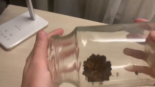 Проклюнулись ли мои семена сосны? 2 часть моего проекта «из семечка до дерева». смотреть онлайн