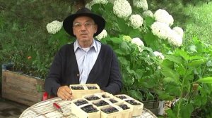 О пользе органической голубики