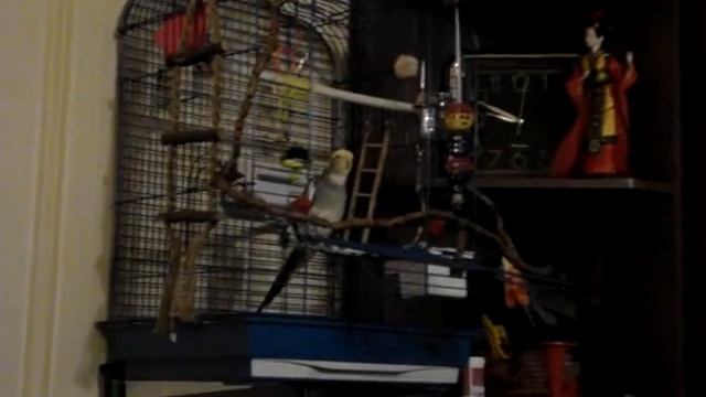 Персик насвистывает мелодию