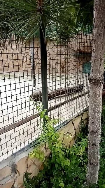 #тигр #пума #зоопарк #животные #юмор #кривоезеркало #матрёна #цветочек смотреть онлайн