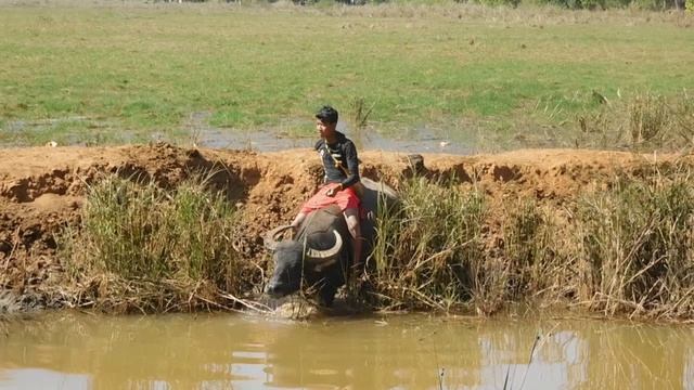 Buffalos In Inle