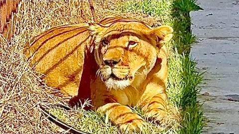 ОЧЕНЬ ЭКСТРЕМАЛЬНО! Мы выпускаем львицу Лолу погулять, но вокруг львы и она ИСПУГАЛИСЬ!! смотреть онлайн