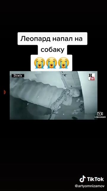 леопард напал на собаку смотреть онлайн