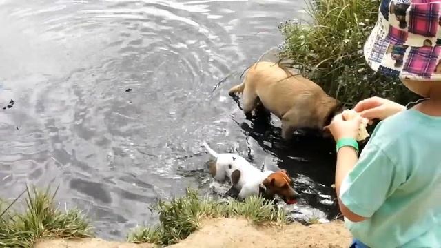 ПРЫГАЙ, ВИТАЛИЙ, ПРЫГАЙ!!! 🌍🐕 Парк. МЫТИЩИ. смотреть онлайн