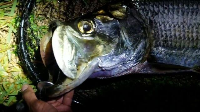 RARE YELLING GIANT SALAMANDER! смотреть онлайн