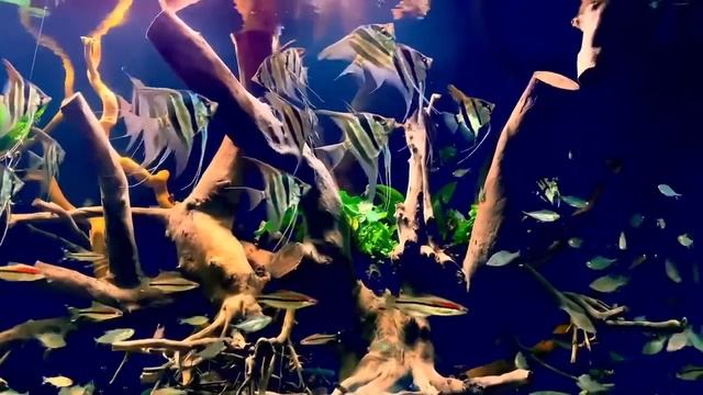 Аквариум с Альтумами от Tuyen Tran смотреть онлайн