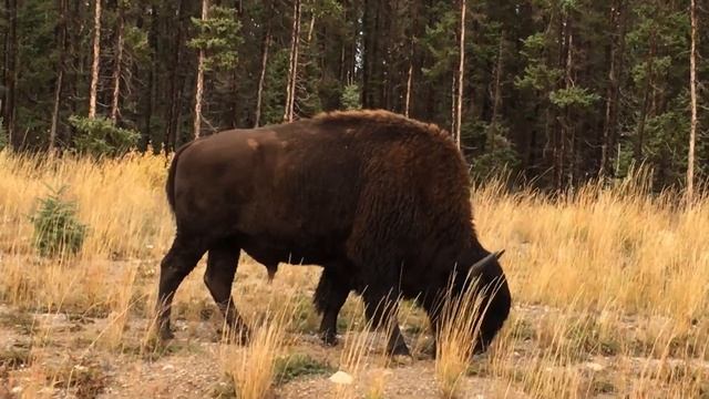 Bison 3 in Northwest Territories Canada смотреть онлайн