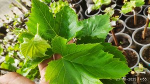 Высадка винограда в открытый грунт, заправка ямы на 5-7 лет