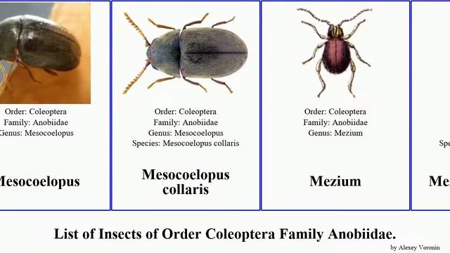 Insects of Order Coleoptera Family Anobiidae clada ptinus spider beetle xyletinus fur magnus ater смотреть онлайн