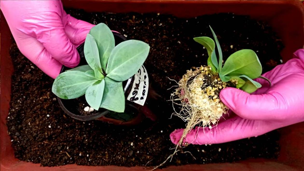 Эустома! Поздняя пересадка рассады Эустомы с огромной корневой системой, тоже приемлема.