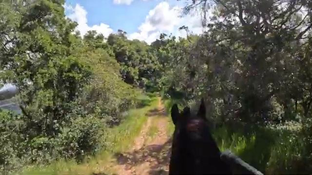 Walking Horse ( Relax video ) смотреть онлайн