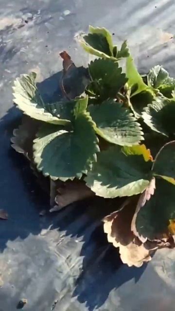 чистка клубники весной смотреть онлайн