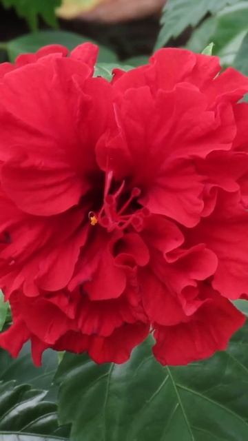 17 hibiscus varieties you must grow! #rare #houseplants #gardening #hibiscus смотреть онлайн