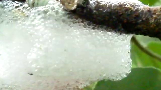 Amazing Insects Vol.11, No.3: Soap lather on a branch?? смотреть онлайн