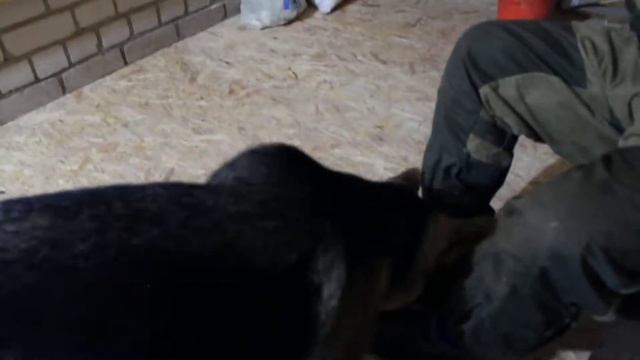 ЭЛЬЗА ПРОСИТ МЯЧИК ОКТЯБРЬ 2013 смотреть онлайн