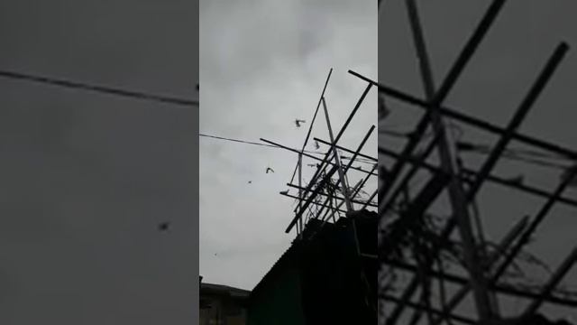 в гостях у евгения пучкова подьем голубей смотреть онлайн