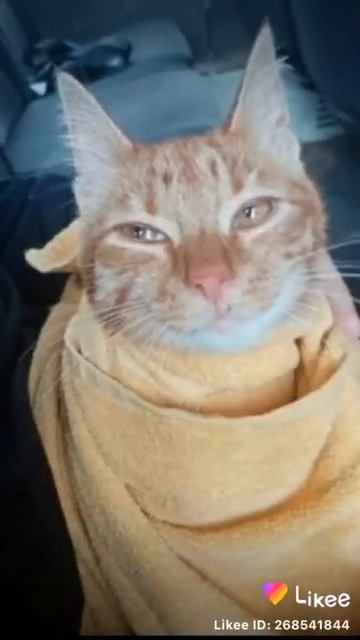 Возвращение потеряшки. Спасение котенка. смотреть онлайн