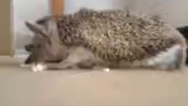 Ёжик смотреть онлайн