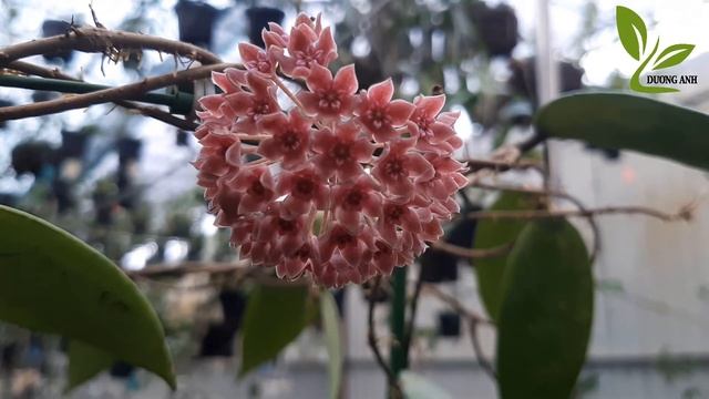 [ DƯƠNG ANH] Hoya Hanhiae Dark Pink Bloom #shorts смотреть онлайн