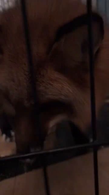 Лиса и лимон #лиса #животные #shorts #alma_the_fox #fox смотреть онлайн