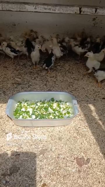 ПРИРОДНЫЙ ДОКТОР ДЛЯ ЦЫПЛЯТ!!! смотреть онлайн