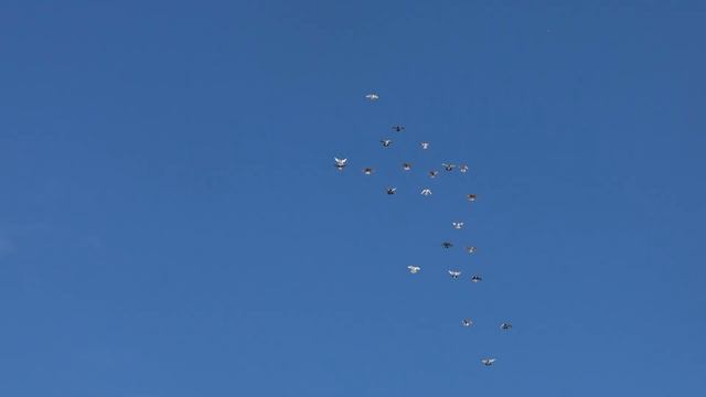 Как должны летать Николаевские голуби , кто забыл... смотреть онлайн
