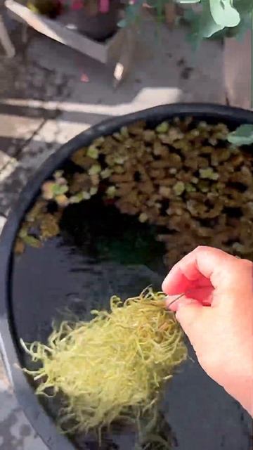 Редкое растение.🪴 смотреть онлайн