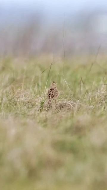 How To Photograph The Skylark #wildlife #nature#birds смотреть онлайн