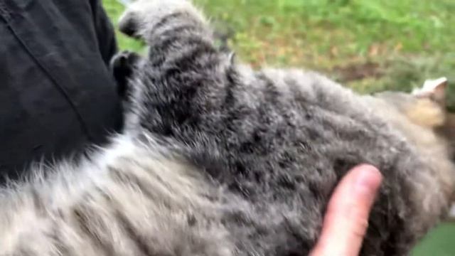 Кот Бандерос урчит и кайфует на руках