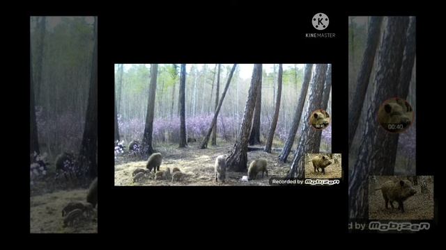 Очень редкие кадры! Кабаны днём! Семейка кабанов, 8 поросят! лето 2019г. смотреть онлайн