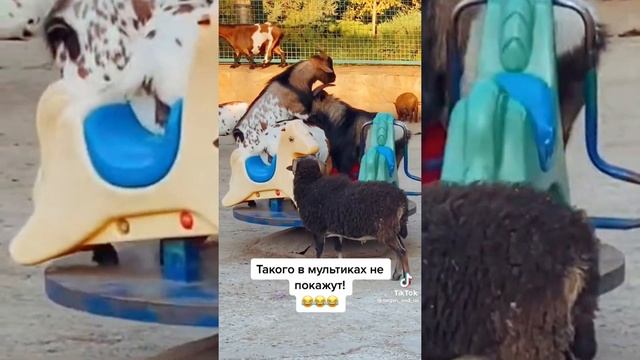 ЖИВОТНЫЕ 2О23ГОДА приколы и юмор смотреть онлайн