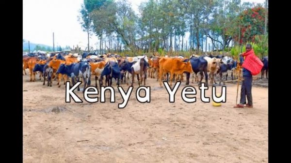 Jambo jambo (Hakuna Matata)